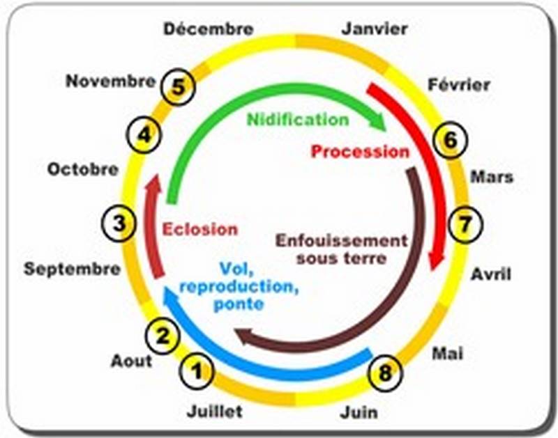 Arbre Design, Chenille processionnaire à Meillac
