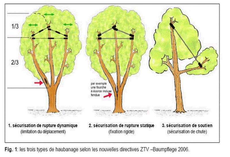 Haubanage d'arbre à Meillac, Arbre Design