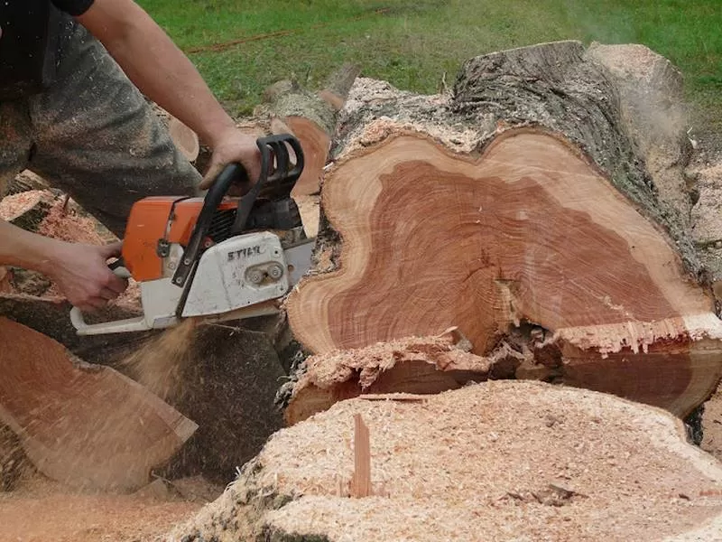 Abattage d'arbres, Meillac, Arbre Design