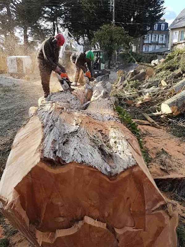 Abattage d'arbres, Meillac, Arbre Design