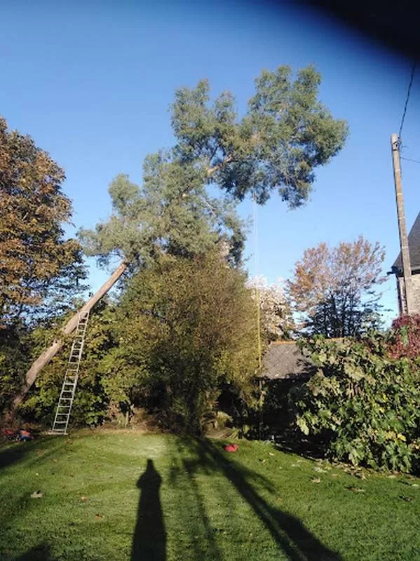 Abattage d'arbres, Meillac, Arbre Design