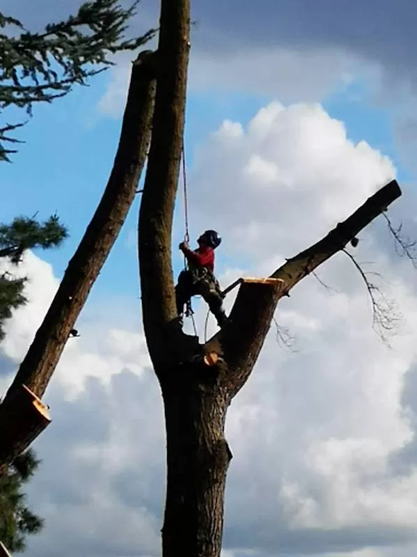 Démontage d'arbres, Meillac, Arbre Design