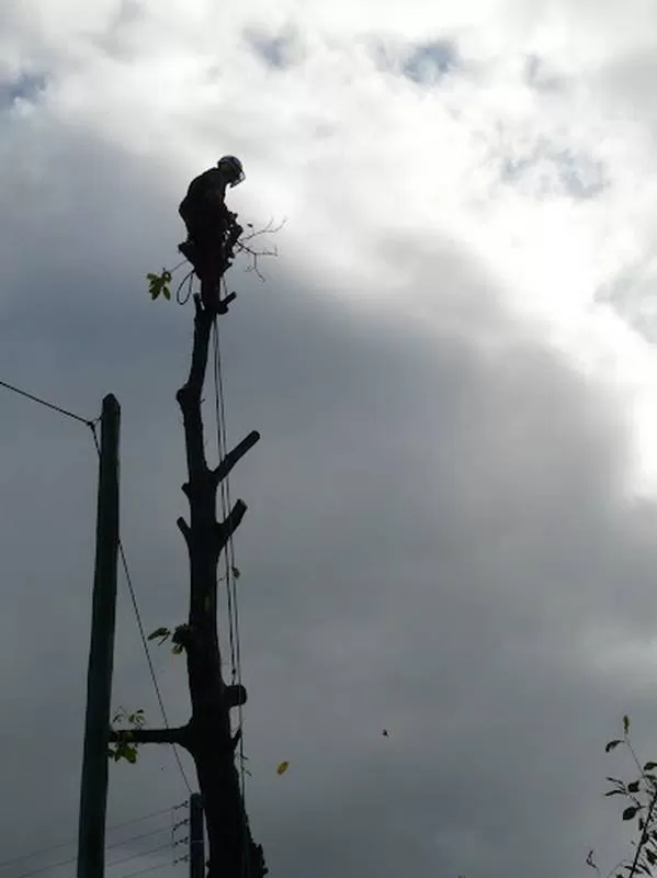 Démontage d'arbres, Meillac, Arbre Design