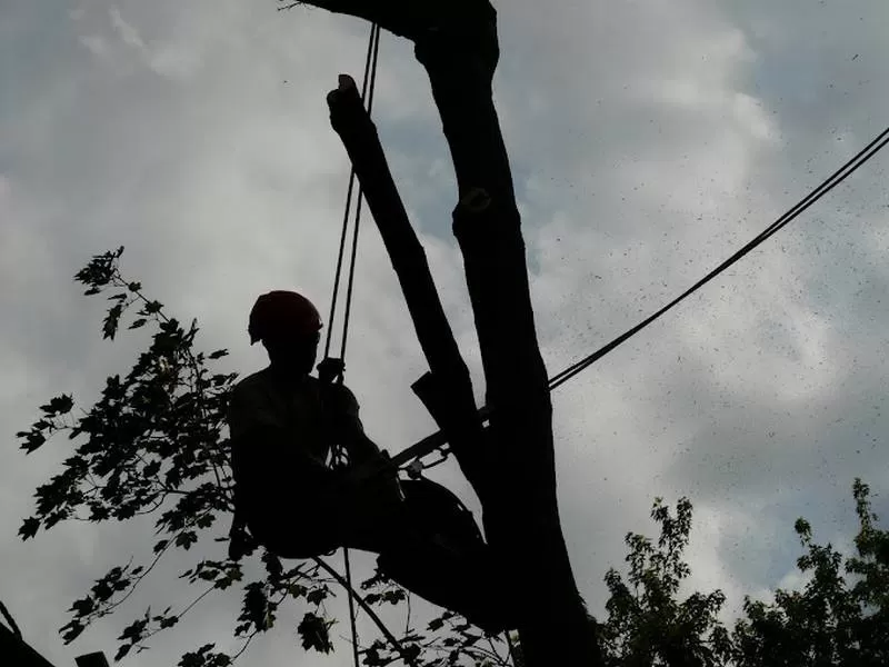 Démontage d'arbres, Meillac, Arbre Design