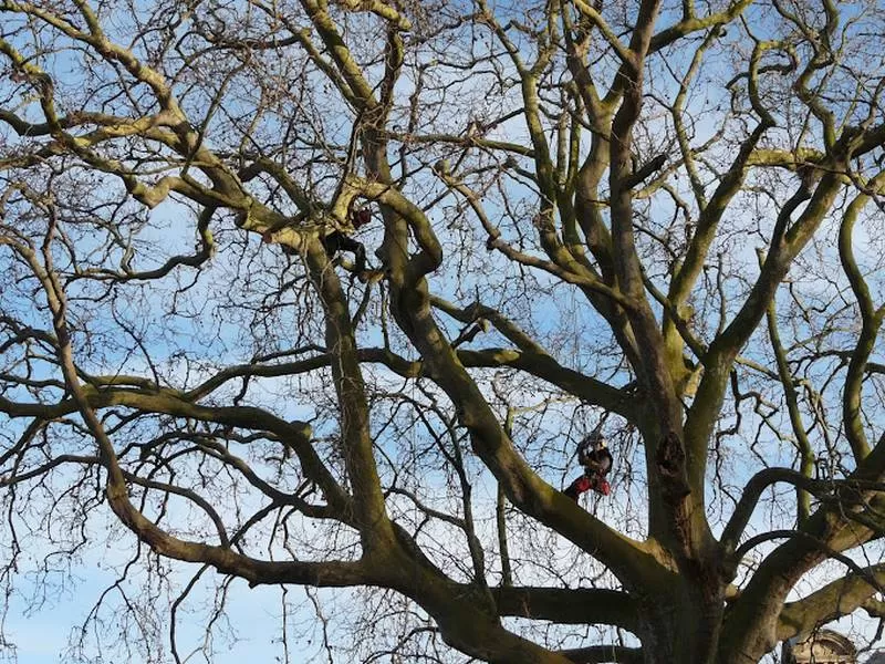 Élagage d'arbres, Meillac, Arbre Design