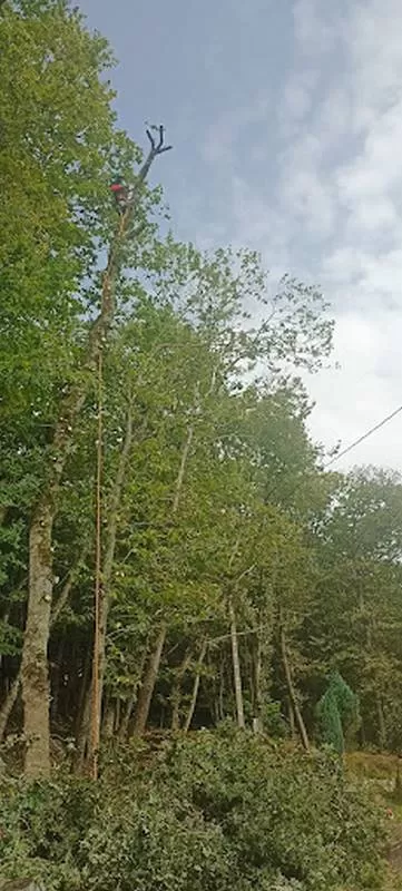 Élagage d'arbres, Meillac, Arbre Design