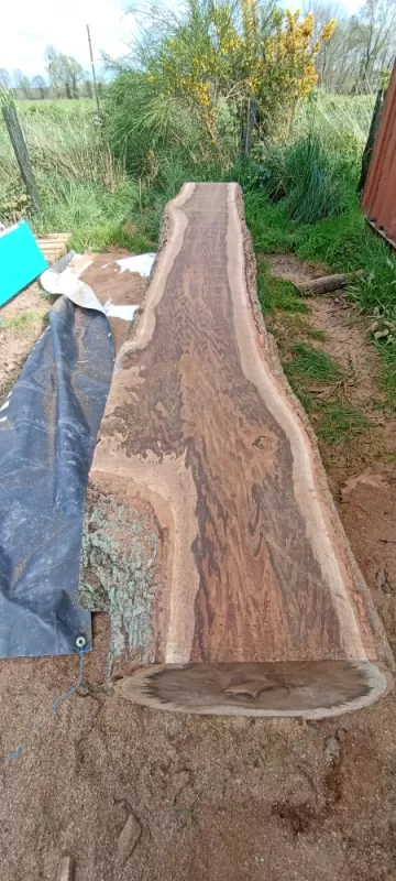 Planche de chêne arbre design