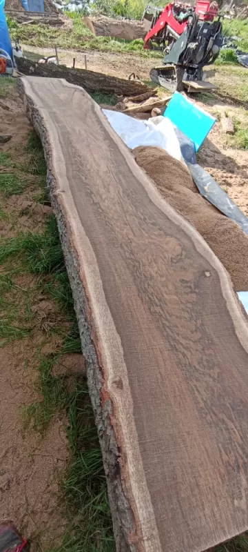 Planche de chêne 4mx70cm arbre design