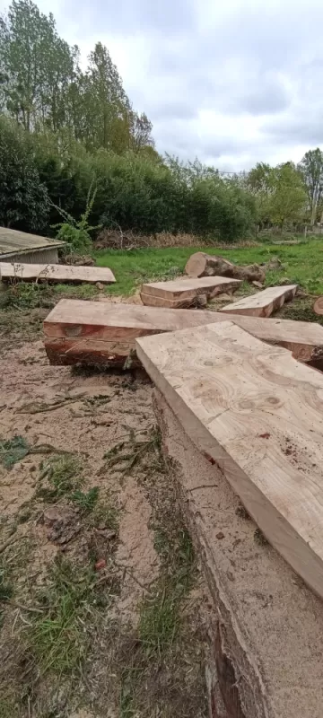 Débit de planches a Miniac Morvan arbre design