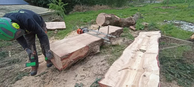 Planche de sapin arbre design