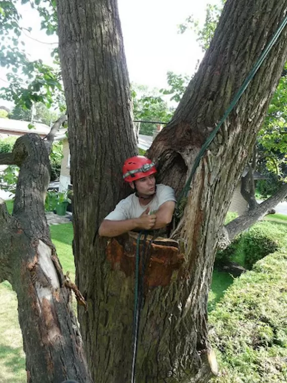 Haubanage d'arbre, Meillac, Arbre Design