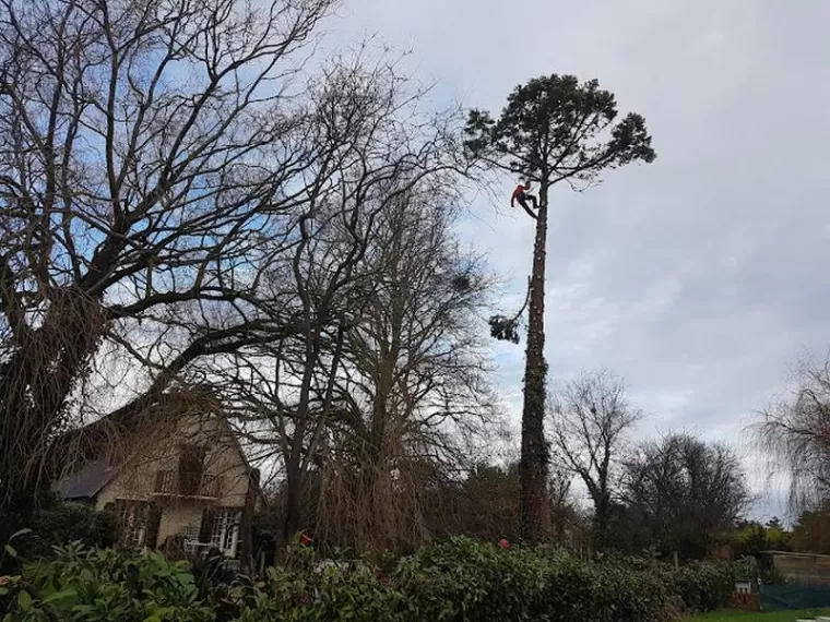 Taille sévère, Meillac, Arbre Design