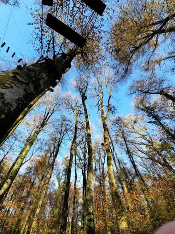 Taille d’arbre raisonné, Meillac, Arbre Design
