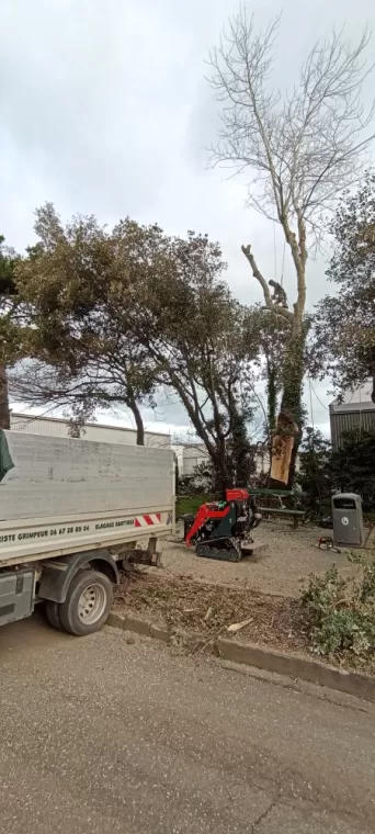Démontage d'un peuplier. élagueur saint malo 