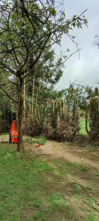 Réduction haie Combourg arbre design