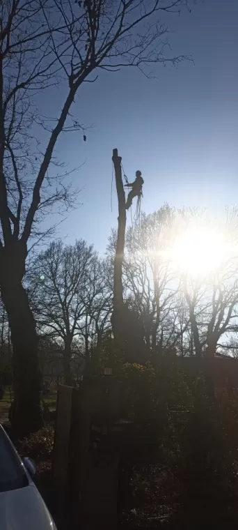 Abattage d'arbre Combourg. Arbre design 