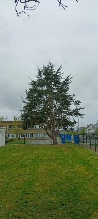 Cèdre bleu taillé par l'entreprise arbre design 