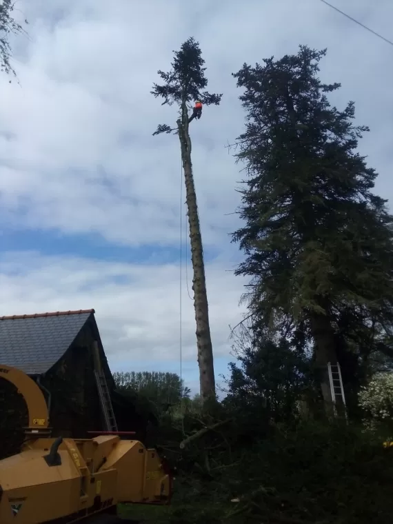 Abattage par Démontage du 1er arbre à combourg
