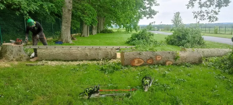 Sciage en poteaux des grumes , arbre design, dinan
