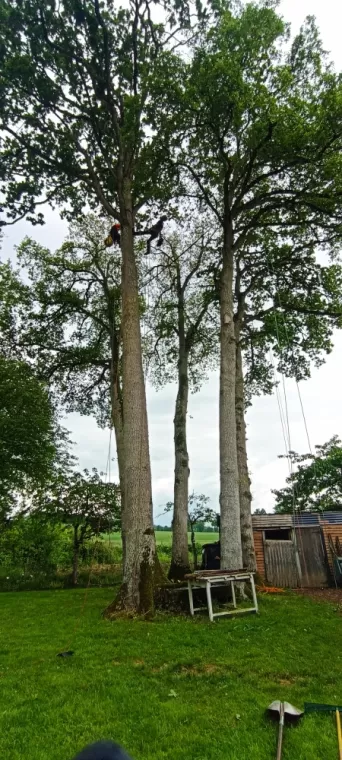 Pose de haubans dans les chênes , Combourg, arbre design
