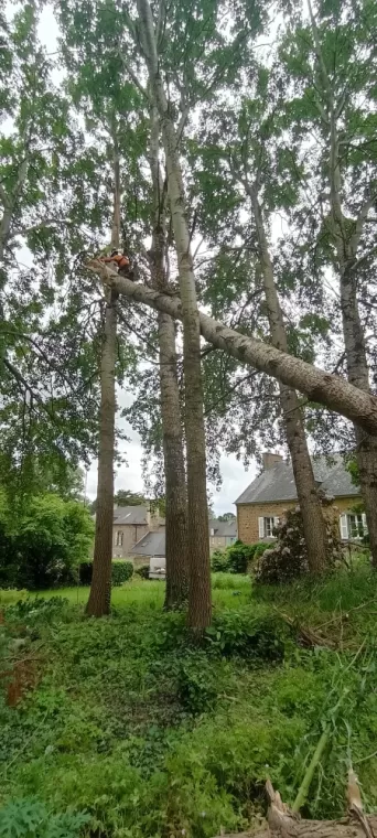 Abattage d'arbre. Saint malo . Arbre design 