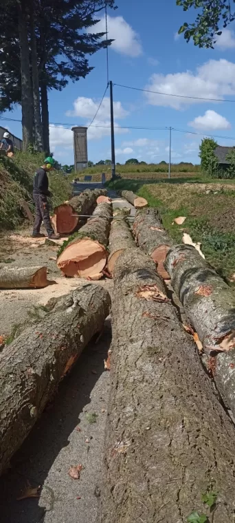 Abattage d'arbre, Miniac Morvan arbre design 