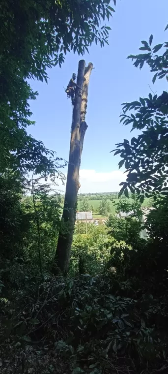 Abattage dol de Bretagne arbre design 