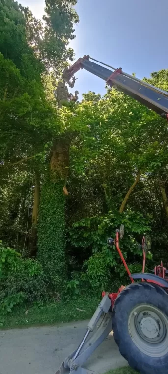 ABATTAGE CHENE ARBRE DESIGN SAINT MALO 