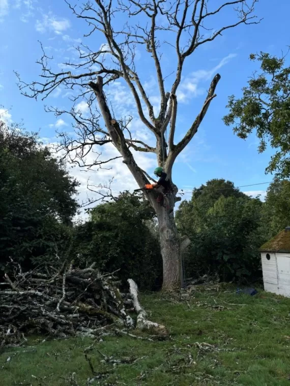 Abattage d'un arbre mort à Combourg, Meillac, Arbre Design