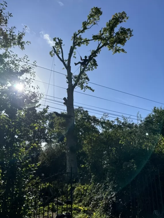 Abattage arbre malade Dinan