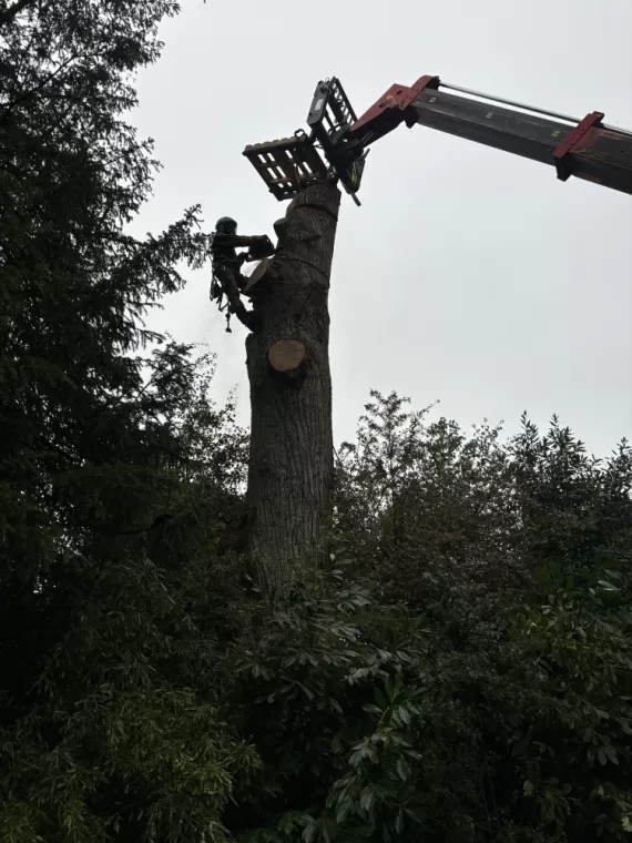 Abattage d’un gros arbres mort à dol de Bretagne , Meillac, Arbre Design