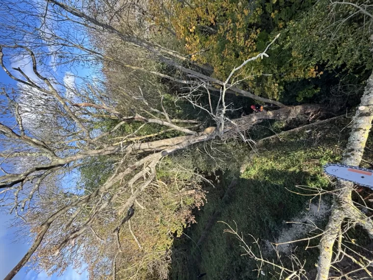 Abattage d’arbre saint Malo 