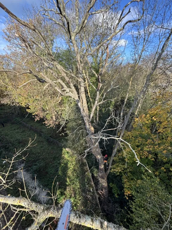 Abattage d’arbre saint Malo 
