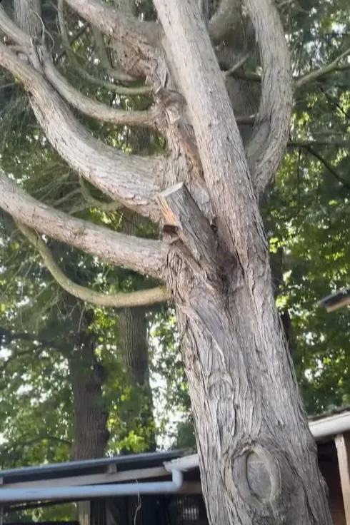 Abattage d’un cyprès à Dinan, Meillac, Arbre Design