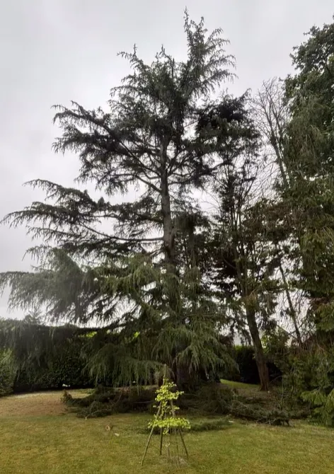 Taille d’un cèdre à Dinan, Meillac, Arbre Design