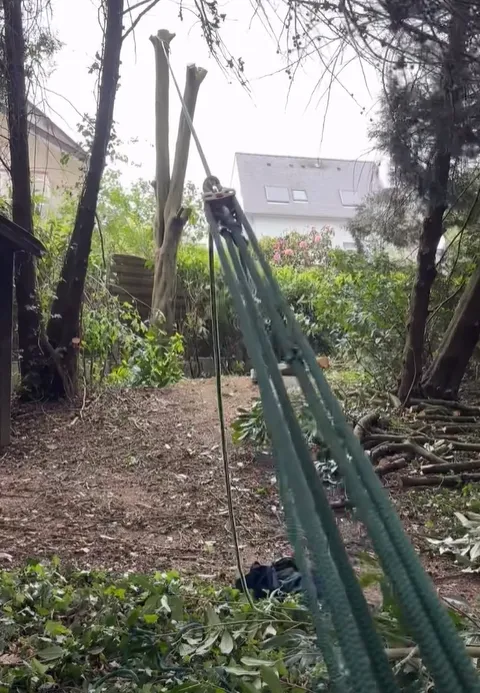 Abattage d’un laurier à Saint-Malo, Meillac, Arbre Design