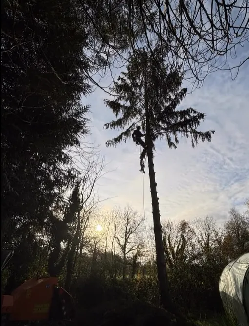 Élagage et abattage à Combourg, Meillac, Arbre Design