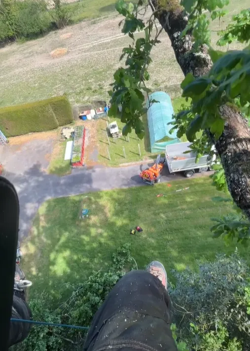 Travaux d'élagage à Tinténiac, Meillac, Arbre Design