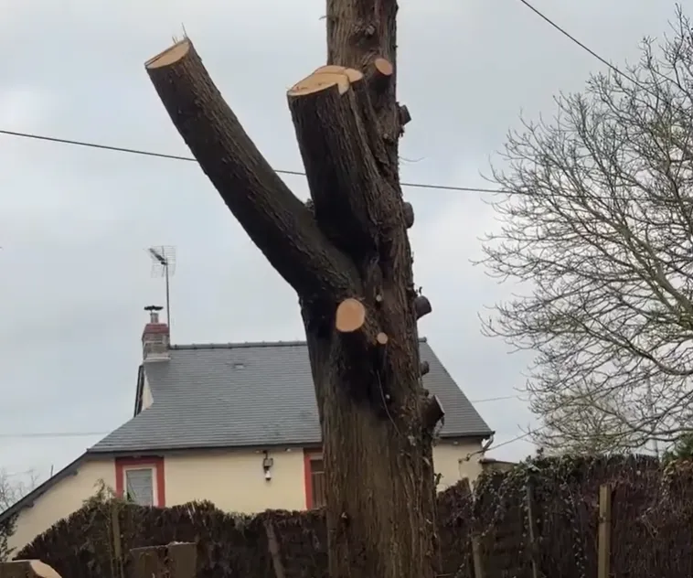 Démontage de thuya à Saint-Malo, Meillac, Arbre Design