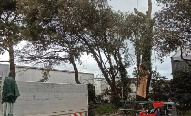 Abattage d'un peuplier près d'intramuros. elagage Saint Malo .
