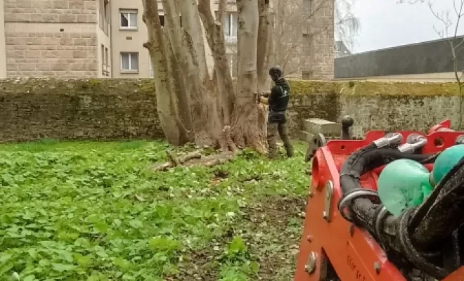 Réduction de l'érable . arbre design saint malo