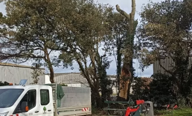 Abattage à Saint Malo, arbre design 