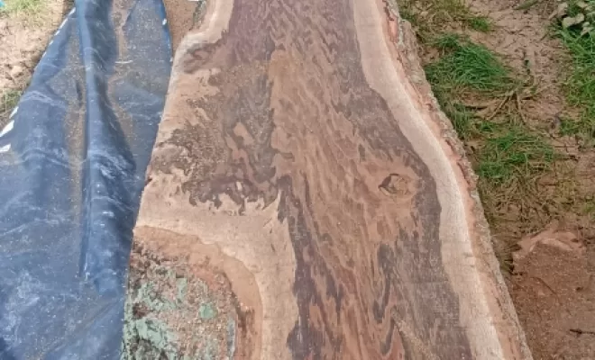 Planche de chêne de 4m de long , arbre design Combourg 