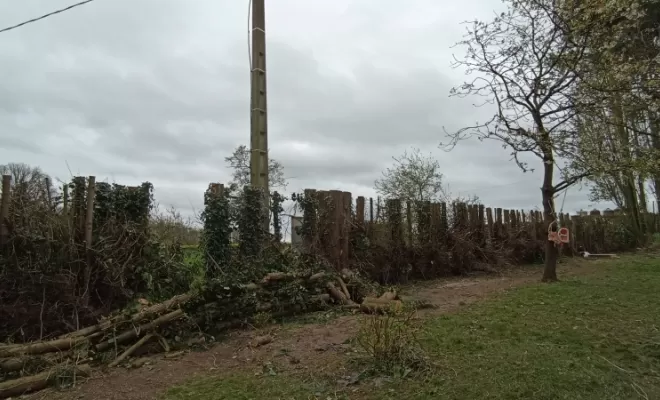 Haie réduite. Combourg. Arbre design