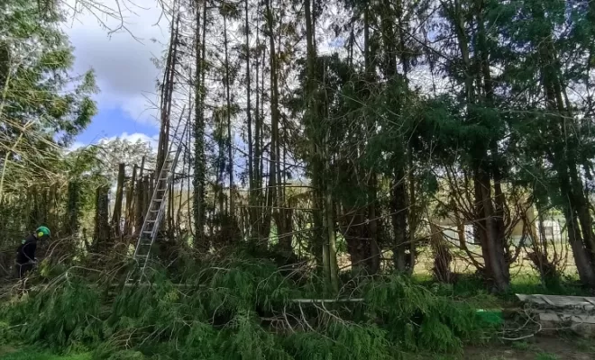 Réduction importante haie. Avant , Miniac Morvan, arbre design 