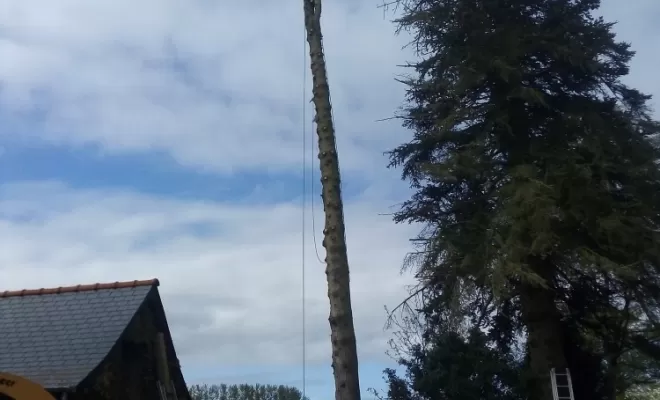 Abattage par Démontage d'un douglas a combourg