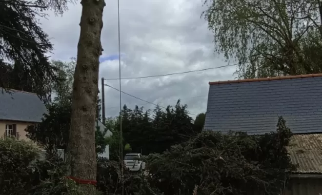 Grumes de bois prête à être abattu 