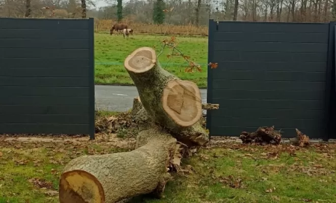 Abattage de la grume après le démontage a Combourg 
