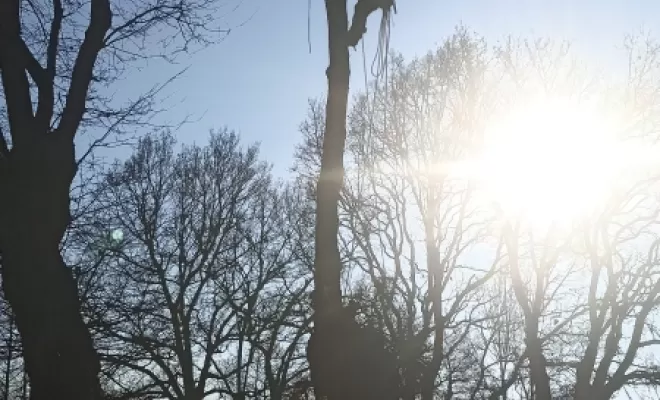 Abattage par Démontage entreprise d'arboristes élagueur arbre design 