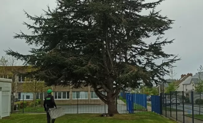 Cèdre avant. Arbre design 